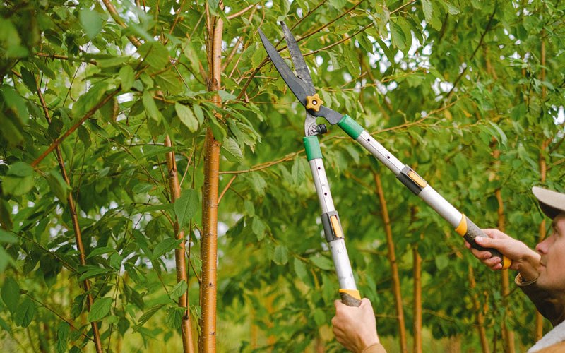 Tree trimming in Osceola, IA